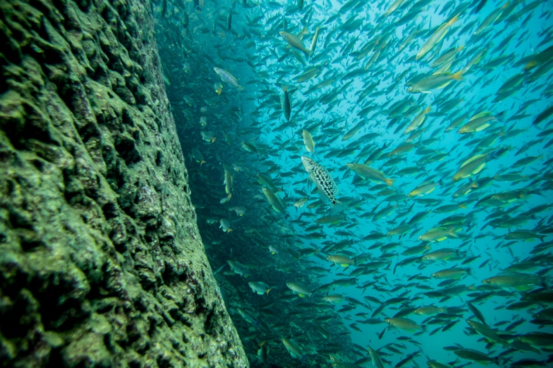 Cyprichromis sp. 'dwarf jumbo' Nondwa Point